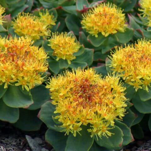 Rhodiola Rosea