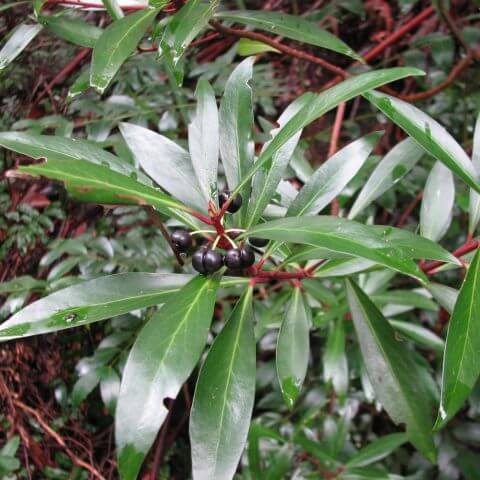 Tasmanian Fruit Leaf